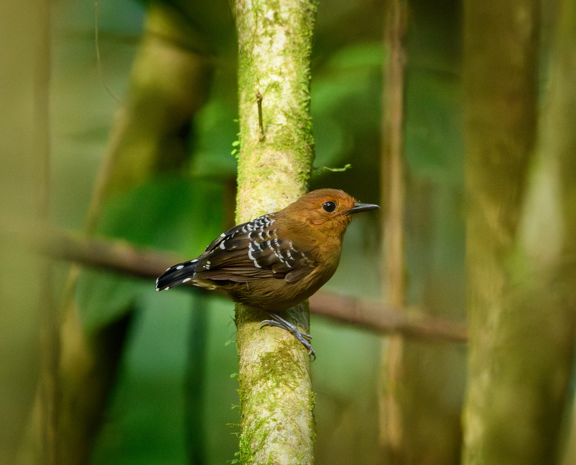 Common scale-backed antbird, La Isla Escondida, Colombia  Colombia,Colombia 2024,Common scale-backed antbird,Fall,Geotagged,La Isla Escondida,South America,Willisornis poecilinotus,World
