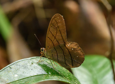 Pierella lamia, La Isla Escondida, Colombia  Colombia,Colombia 2024,Fall,Geotagged,La Isla Escondida,Pierella lamia,South America,World