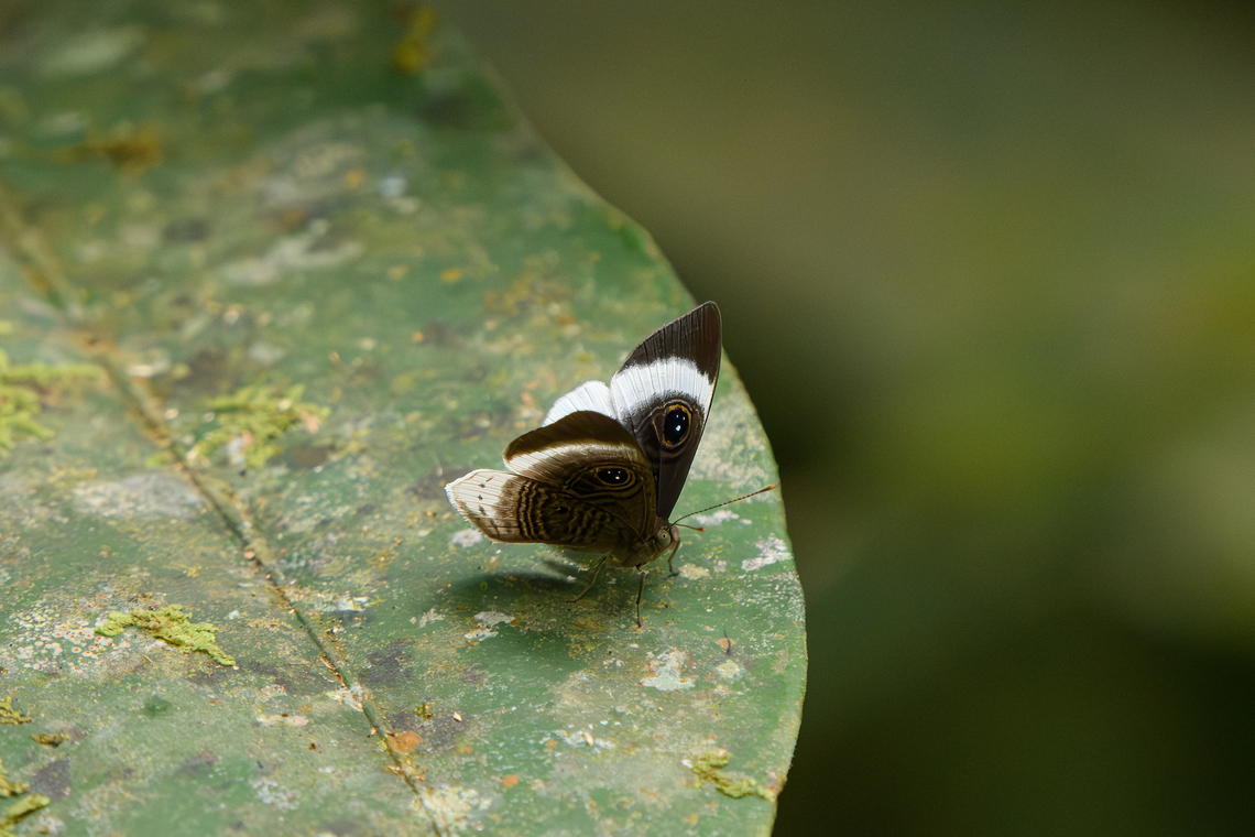Mesosemia machaera, La Isla Escondida, Colombia  Colombia,Colombia 2024,Dagger Eyemark,Fall,Geotagged,La Isla Escondida,Mesosemia machaera,South America,World