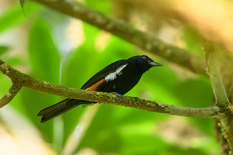Fulvous-crested tanager, La Isla Escondida, Colombia  Colombia,Colombia 2024,Fall,Fulvous-crested tanager,Geotagged,La Isla Escondida,South America,Tachyphonus surinamus,World