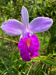 Bamboo orchid, La Isla Escondida, Colombia Introduced from Asia. Arundina graminifolia,Bamboo orchid,Colombia,Colombia 2024,Fall,Geotagged,La Isla Escondida,South America,World