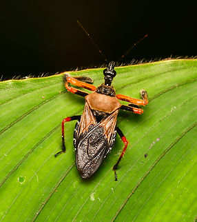 Apiomerus colombianus, La Isla Escondida, Colombia  Apiomerus colombianus,Colombia,Colombia 2024,Fall,Geotagged,La Isla Escondida,South America,World