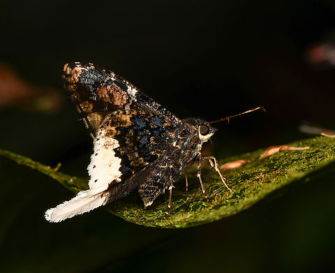 Cogia crameri, La Isla Escondida, Colombia Unusually fancy for a skipper! Cogia crameri,Colombia,Colombia 2024,Fall,Geotagged,La Isla Escondida,South America,World