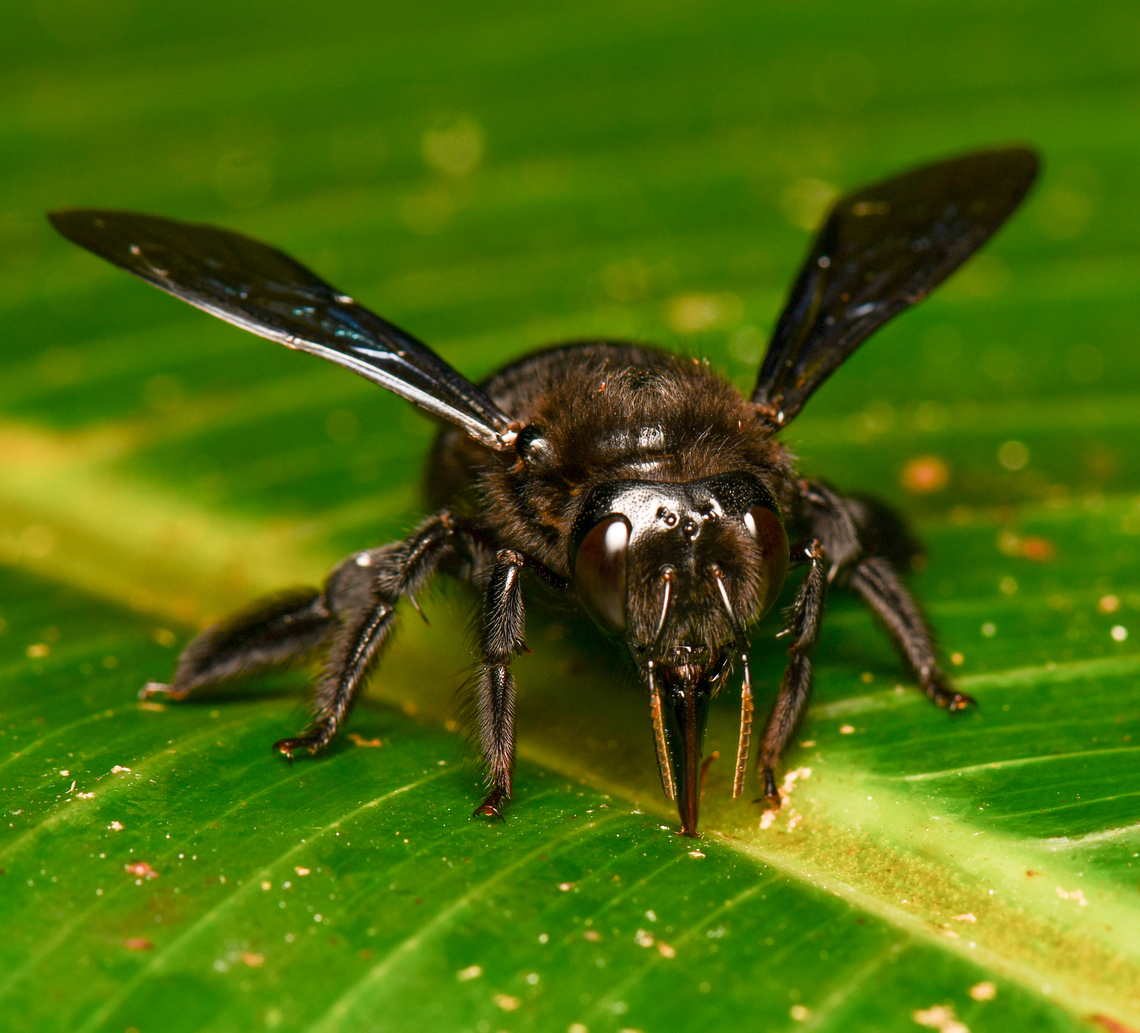 Orchid Bee, La Isla Escondida, Colombia  Colombia,Colombia 2024,Fall,Geotagged,La Isla Escondida,South America,World