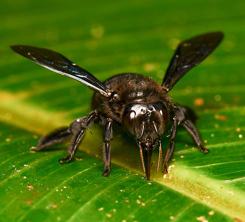 Orchid Bee, La Isla Escondida, Colombia  Colombia,Colombia 2024,Fall,Geotagged,La Isla Escondida,South America,World