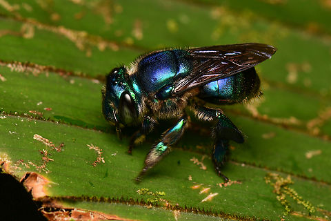 Euglossa analis, La Isla Escondida, Colombia https://www.jungledragon.com/image/166578/euglossa_analis_-_frontal_la_isla_escondida_colombia.html Colombia,Colombia 2024,Euglossa analis,Fall,Geotagged,La Isla Escondida,South America,World