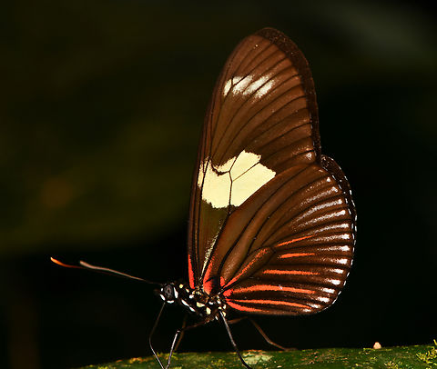 Doris Longwing, La Isla Escondida, Colombia  Colombia,Colombia 2024,Doris Longwing,Fall,Geotagged,La Isla Escondida,Laparus doris,South America,World