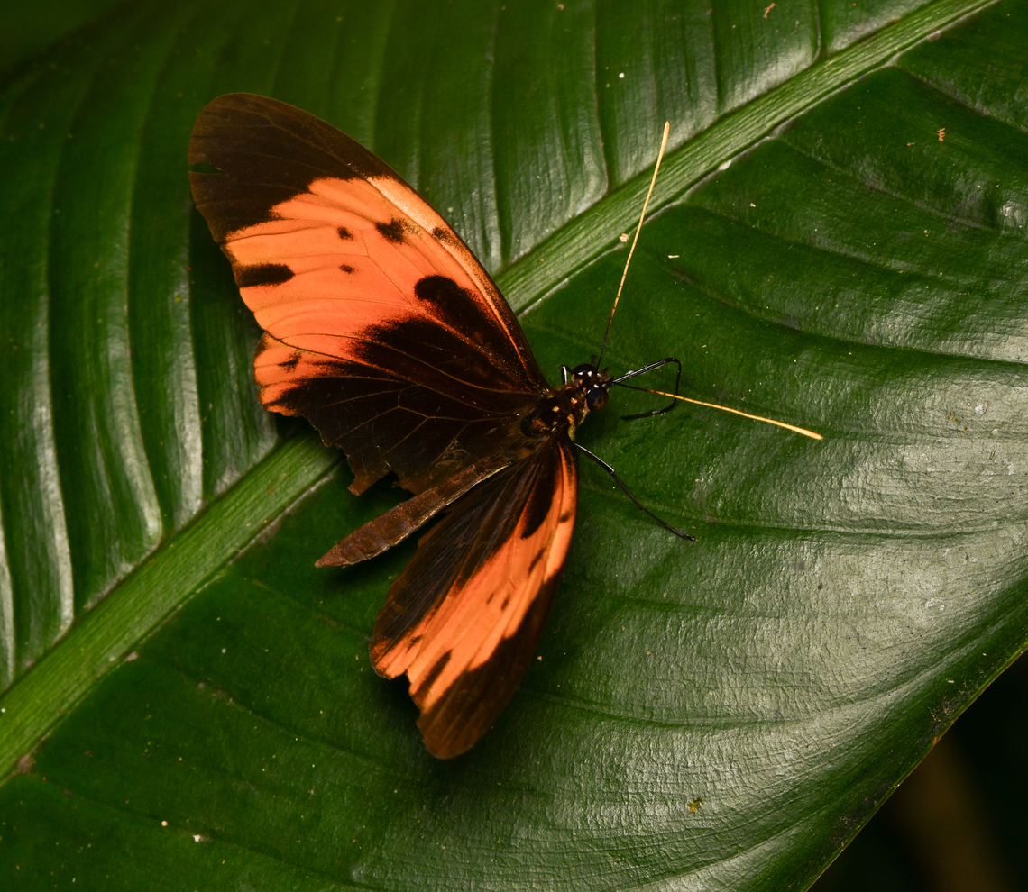 Heliconius numata, La Isla Escondida, Colombia  Colombia,Colombia 2024,Fall,Geotagged,Heliconius numata,La Isla Escondida,Numata longwing,South America,World