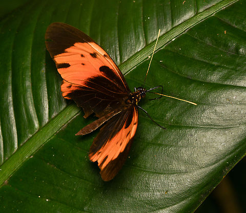 Heliconius numata, La Isla Escondida, Colombia  Colombia,Colombia 2024,Fall,Geotagged,Heliconius numata,La Isla Escondida,Numata longwing,South America,World
