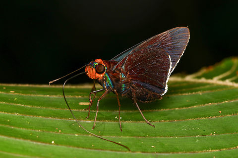 Thracides nida, La Isla Escondida, Colombia  Colombia,Colombia 2024,Fall,Geotagged,La Isla Escondida,South America,Thracides nida,World