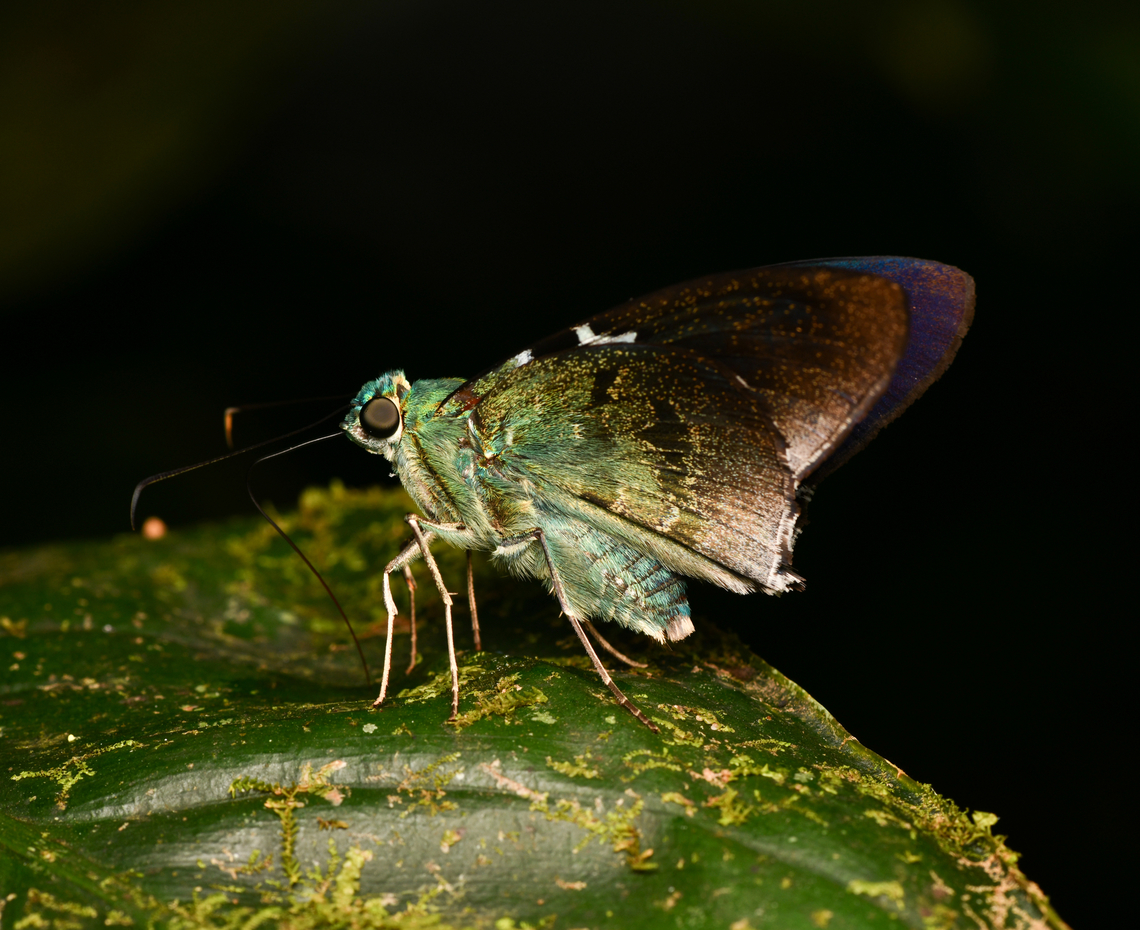 Astraptes apastus, La Isla Escondida, Colombia  Astraptes apastus,Colombia,Colombia 2024,Fall,Geotagged,La Isla Escondida,South America,World