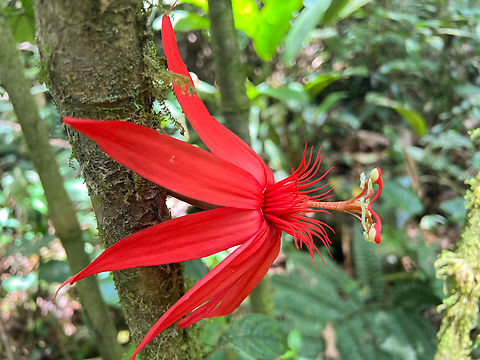 Grapeleaf Passionflower, La Isla Escondida, Colombia  Colombia,Colombia 2024,Crimson passion flower,Fall,Geotagged,La Isla Escondida,Passiflora vitifolia,South America,World