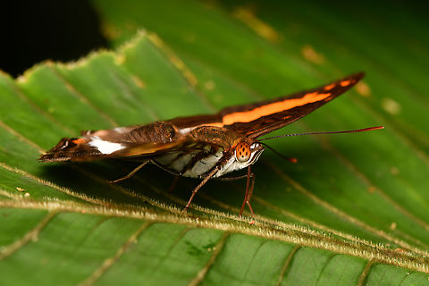 Adelpha malea - frontal, La Isla Escondida, Colombia  Adelpha malea,Colombia,Colombia 2024,Fall,Geotagged,La Isla Escondida,South America,World