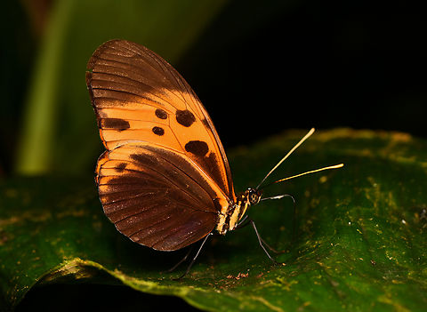Heliconius numata ssp. bicoloratus, La Isla Escondida, Colombia subspecies bicoloratus. Colombia,Colombia 2024,Fall,Geotagged,Heliconius numata,La Isla Escondida,Numata longwing,South America,World
