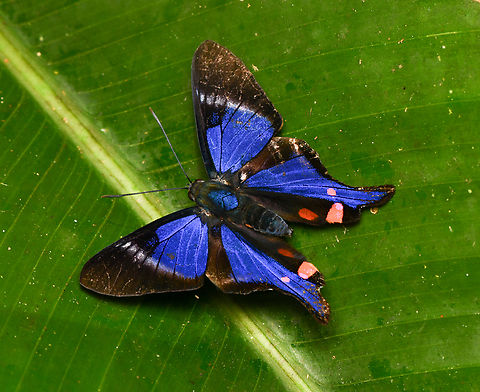 Rhetus periander, La Isla Escondida, Colombia  Colombia,Colombia 2024,Fall,Geotagged,La Isla Escondida,Periander Metalmark,Rhetus periander,South America,World