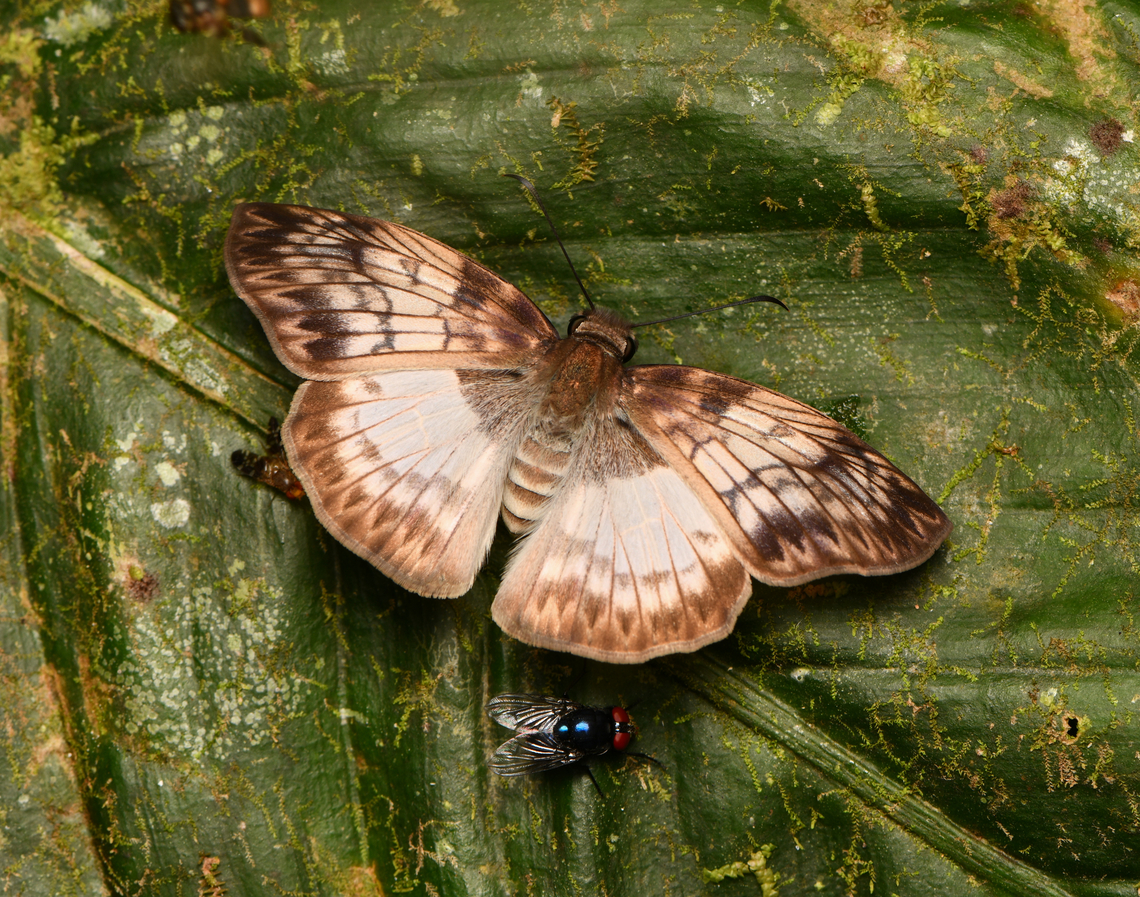 Mylon maimon, La Isla Escondida, Colombia  Colombia,Colombia 2024,Fall,Geotagged,La Isla Escondida,Mylon maimon,South America,World