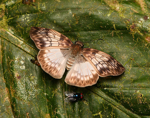 Mylon maimon, La Isla Escondida, Colombia  Colombia,Colombia 2024,Fall,Geotagged,La Isla Escondida,Mylon maimon,South America,World