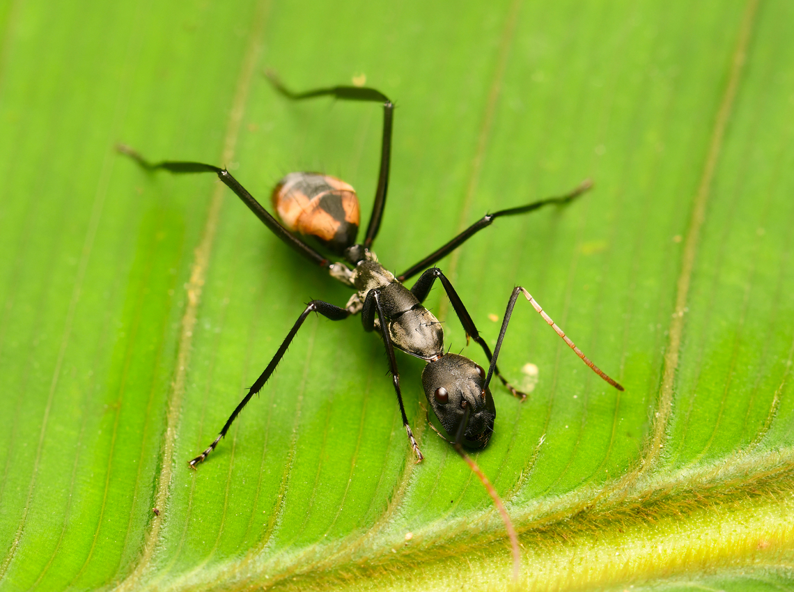Camponotus banghaasi, La Isla Escondida, Colombia  Camponotus banghaasi,Colombia,Colombia 2024,Fall,Geotagged,La Isla Escondida,South America,World