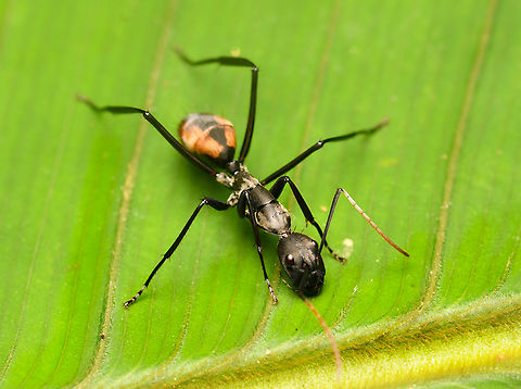 Camponotus banghaasi, La Isla Escondida, Colombia  Camponotus banghaasi,Colombia,Colombia 2024,Fall,Geotagged,La Isla Escondida,South America,World