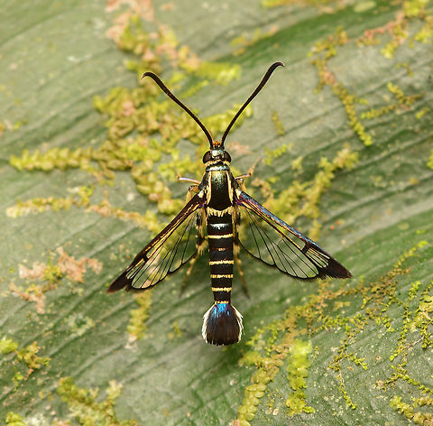 Carmenta sp., La Isla Escondida, Colombia  Colombia,Colombia 2024,Fall,Geotagged,La Isla Escondida,South America,World