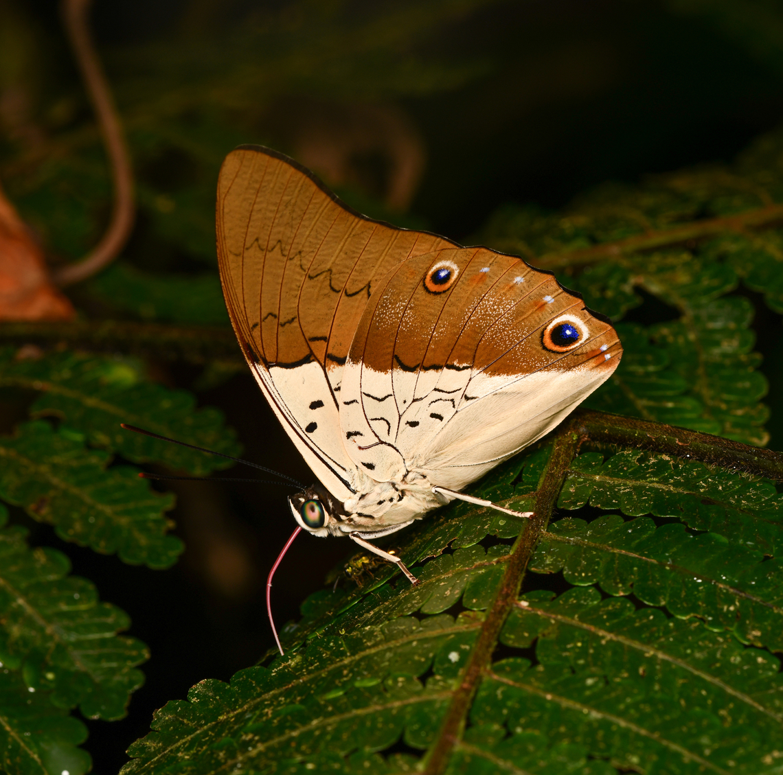 Prepona dexamenus, La Isla Escondida, Colombia  Colombia,Colombia 2024,Fall,Geotagged,La Isla Escondida,Prepona dexamenus,South America,World