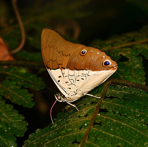 Prepona dexamenus, La Isla Escondida, Colombia  Colombia,Colombia 2024,Fall,Geotagged,La Isla Escondida,Prepona dexamenus,South America,World