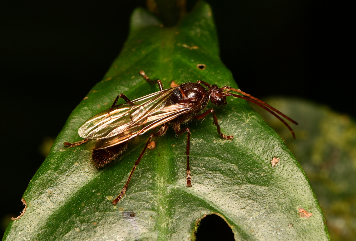 Winged ant, La Isla Escondida, Colombia  Colombia,Colombia 2024,Fall,Geotagged,La Isla Escondida,South America,World