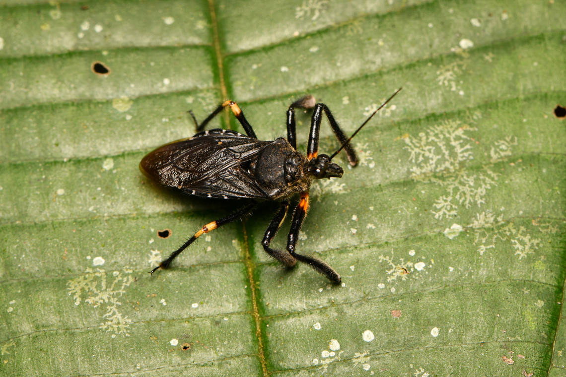 Bee assassin bug, La Isla Escondida, Colombia  Colombia,Colombia 2024,Fall,Geotagged,La Isla Escondida,South America,World