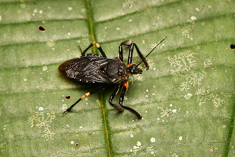 Bee assassin bug, La Isla Escondida, Colombia  Colombia,Colombia 2024,Fall,Geotagged,La Isla Escondida,South America,World