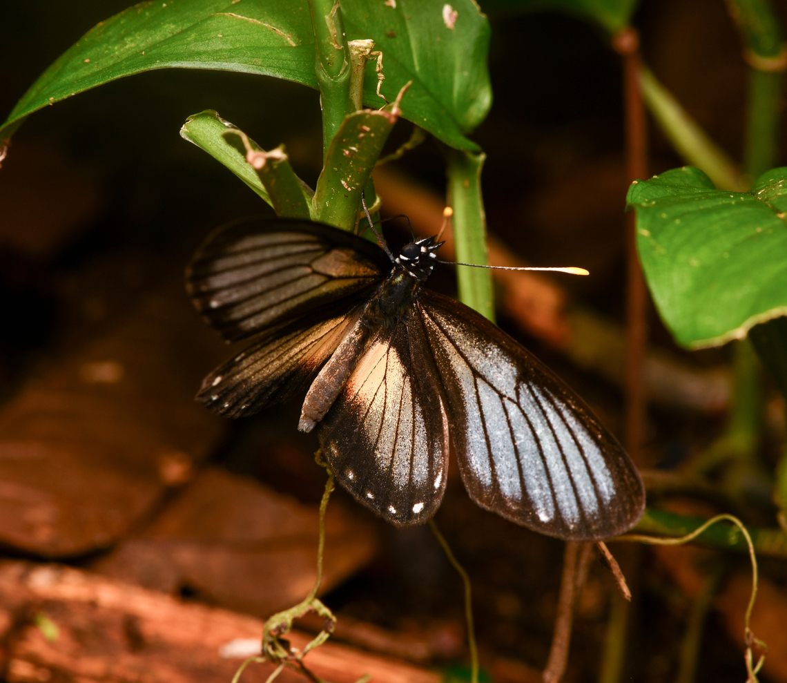 Eresia datis, La Isla Escondida, Colombia  Colombia,Colombia 2024,Eresia datis,Fall,Geotagged,La Isla Escondida,South America,World