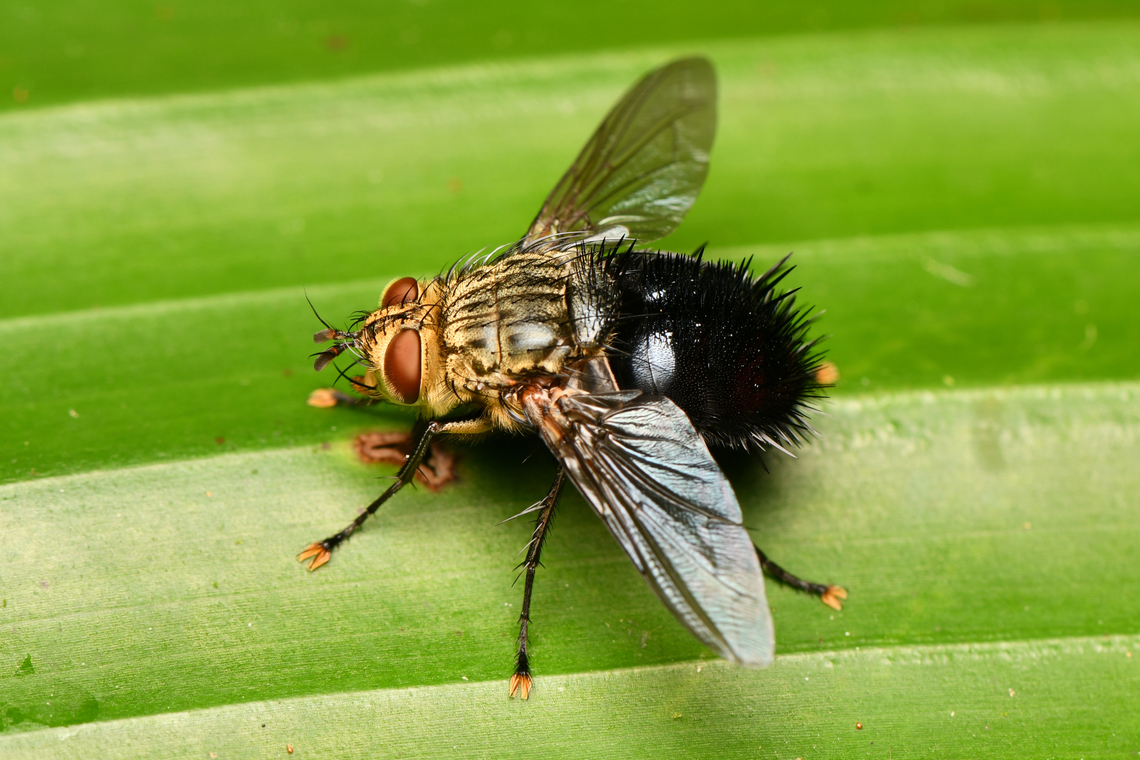 Archytas apicifer, La Isla Escondida, Colombia  Archytas apicifer,Colombia,Colombia 2024,Fall,Geotagged,La Isla Escondida,South America,World