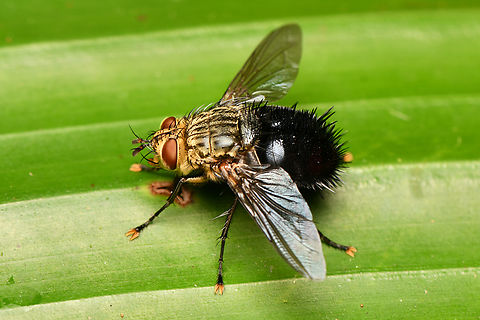 Archytas apicifer, La Isla Escondida, Colombia  Archytas apicifer,Colombia,Colombia 2024,Fall,Geotagged,La Isla Escondida,South America,World