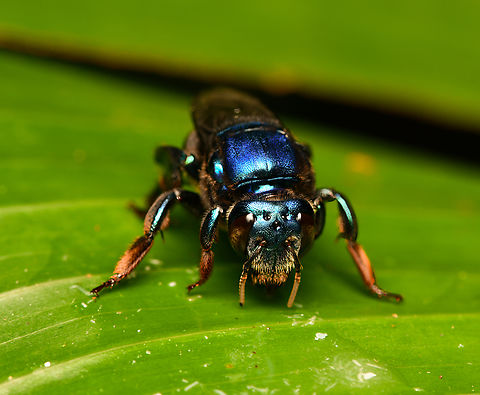 Euglossa analis - frontal, La Isla Escondida, Colombia https://www.jungledragon.com/image/166538/euglossa_analis_la_isla_escondida_colombia.html Colombia,Colombia 2024,Euglossa analis,Fall,Geotagged,La Isla Escondida,South America,World