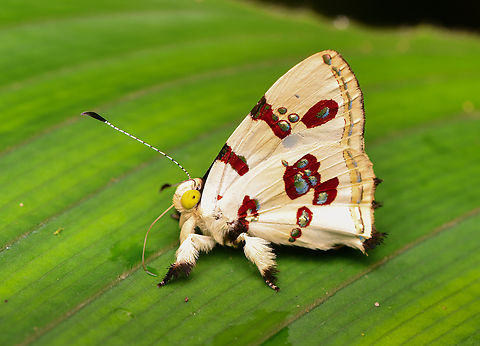 Anteros formosus, La Isla Escondida, Colombia Looks similar to the species I posted earlier but a close comparison shows a different wing pattern:
https://www.jungledragon.com/image/166208/anteros_kupris_la_isla_escondida_colombia.html Anteros formosus,Colombia,Colombia 2024,Fall,Geotagged,La Isla Escondida,South America,World