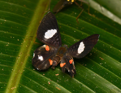 Cyrenia martia, La Isla Escondida, Colombia Significantly damaged. Colombia,Colombia 2024,Cyrenia martia,Fall,Geotagged,La Isla Escondida,Red-spotted Metalmark,South America,World