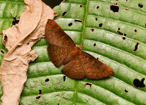 Emesis temesa, La Isla Escondida, Colombia  Colombia,Colombia 2024,Emesis temesa,Fall,Geotagged,La Isla Escondida,South America,World