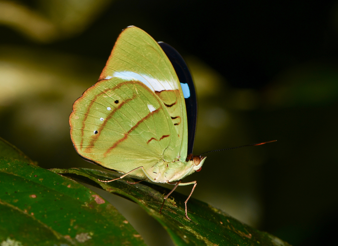 Nessaea hewitsonii, La Isla Escondida, Colombia  Colombia,Colombia 2024,Fall,Geotagged,Hewitsons olivewing,La Isla Escondida,Nessaea hewitsonii,South America,World