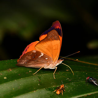 Temenis laothoe, La Isla Escondida, Colombia  Colombia,Colombia 2024,Fall,Geotagged,La Isla Escondida,Orange Banner,South America,Temenis laothoe,World