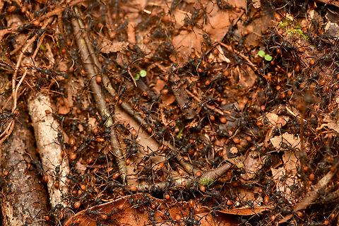 Eciton burchellii, La Isla Escondida, Colombia On our way back to the lodge after a hike we stumbled upon an army ant raid crossing the path. 
https://www.youtube.com/watch?v=x8wkFx-0BGA Colombia,Colombia 2024,Eciton burchellii,Fall,Geotagged,La Isla Escondida,South America,World