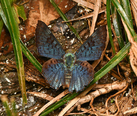 Lasaia agesilas, La Isla Escondida, Colombia  Black-patch Bluemark,Colombia,Colombia 2024,Fall,Geotagged,La Isla Escondida,Lasaia agesilas,South America,World