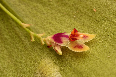 Lepanthes - closeup, La Isla Escondida, Colombia https://www.jungledragon.com/image/166668/lepanthes_la_isla_escondida_colombia.html Colombia,Colombia 2024,Fall,Geotagged,La Isla Escondida,South America,World