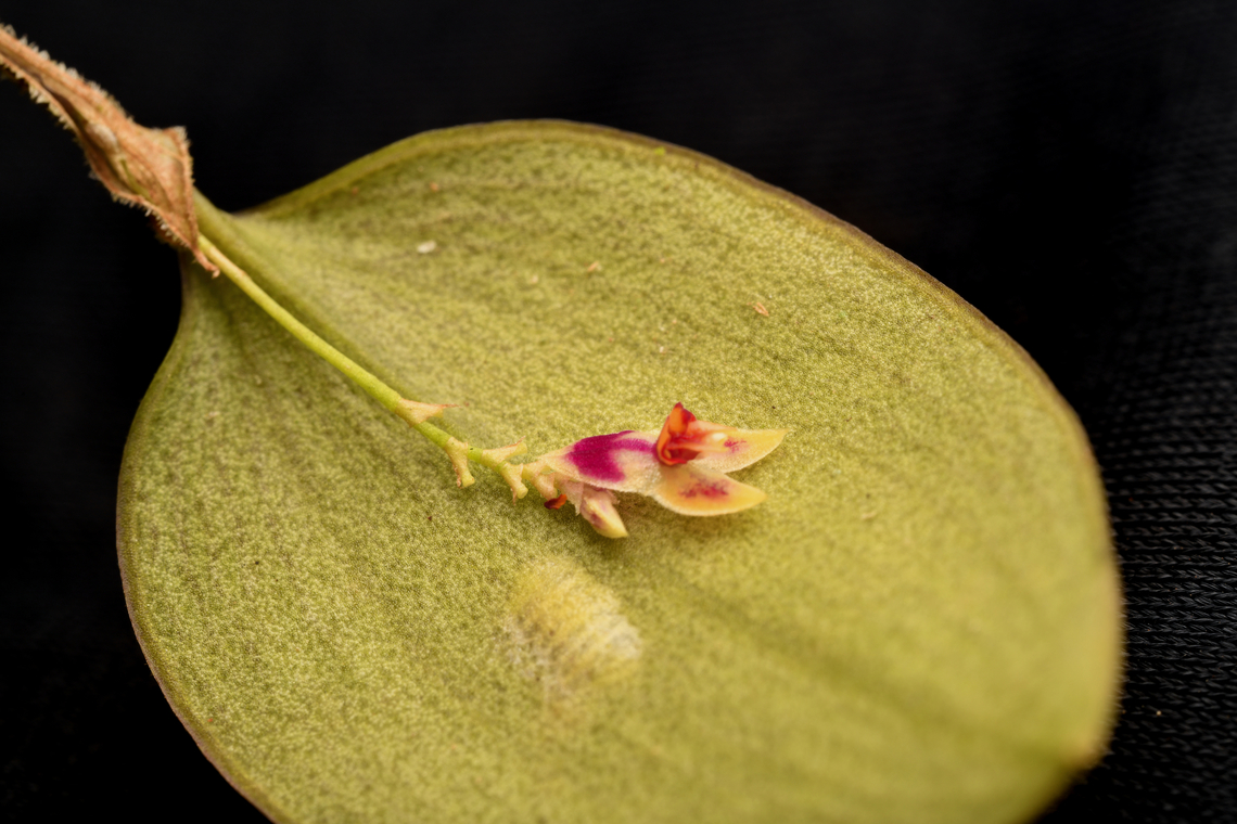 Lepanthes, La Isla Escondida, Colombia <figure class="photo"><a href="https://www.jungledragon.com/image/166667/lepanthes_-_closeup_la_isla_escondida_colombia.html" title="Lepanthes - closeup, La Isla Escondida, Colombia"><img src="https://s3.amazonaws.com/media.jungledragon.com/images/2/166667_thumb.jpg?AWSAccessKeyId=05GMT0V3GWVNE7GGM1R2&Expires=1767225610&Signature=LSW16xUagrIpuAPHZxiWUqSLSPo%3D" width="200" height="134" alt="Lepanthes - closeup, La Isla Escondida, Colombia https://www.jungledragon.com/image/166668/lepanthes_la_isla_escondida_colombia.html Colombia,Colombia 2024,Fall,Geotagged,La Isla Escondida,South America,World" /></a></figure> Colombia,Colombia 2024,Fall,Geotagged,La Isla Escondida,South America,World