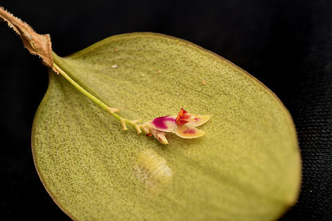Lepanthes, La Isla Escondida, Colombia https://www.jungledragon.com/image/166667/lepanthes_-_closeup_la_isla_escondida_colombia.html Colombia,Colombia 2024,Fall,Geotagged,La Isla Escondida,South America,World