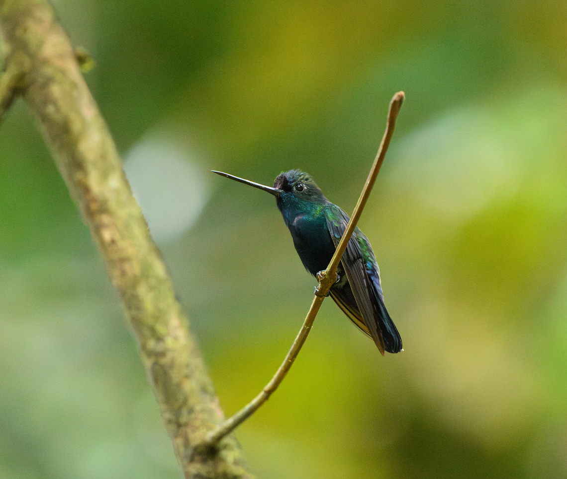 Blue-fronted Lancebill, La Isla Escondida, Colombia  Blue-fronted lancebill,Colombia,Colombia 2024,Doryfera johannae,Fall,Geotagged,La Isla Escondida,South America,World