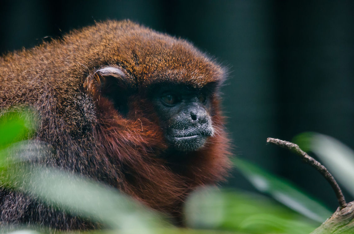 Coppery titi, Epe Zoo Sorry for the poor quality, the cage was very dark, and so is the face of the monkey. Coppery titis are monogamous creatures, where the males do most of the childcare tasks. Callicebus cupreus,Coppery titi,Epe,Europe,Geotagged,Netherlands,The Netherlands,Wissel