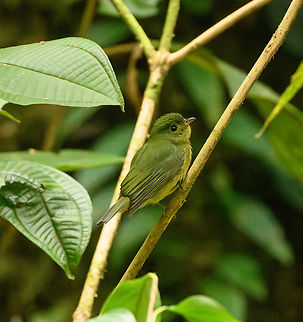 Green Manakin, La Isla Escondida, Colombia  Colombia,Colombia 2024,Cryptopipo holochlora,Fall,Geotagged,Green manakin,La Isla Escondida,South America,World