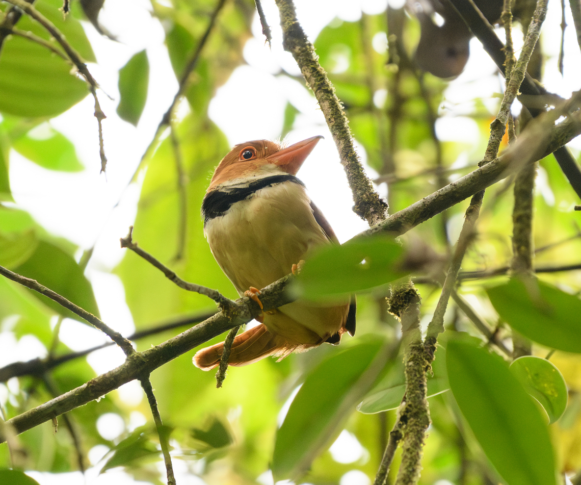 Collared Puffbird - perched, La Isla Escondida, Colombia <figure class="photo"><a href="https://www.jungledragon.com/image/166672/collared_puffbird_la_isla_escondida_colombia.html" title="Collared Puffbird, La Isla Escondida, Colombia"><img src="https://s3.amazonaws.com/media.jungledragon.com/images/2/166672_thumb.jpg?AWSAccessKeyId=05GMT0V3GWVNE7GGM1R2&Expires=1769040010&Signature=Z1n%2BJzI6uNmmzEVk0qNKe%2FsV8ro%3D" width="200" height="178" alt="Collared Puffbird, La Isla Escondida, Colombia https://www.jungledragon.com/image/166671/collared_puffbird_-_perched_la_isla_escondida_colombia.html Bucco capensis,Collared puffbird,Colombia,Colombia 2024,Fall,Geotagged,La Isla Escondida,South America,World" /></a></figure> Bucco capensis,Collared Puffbird,Colombia,Colombia 2024,Fall,Geotagged,La Isla Escondida,South America,World