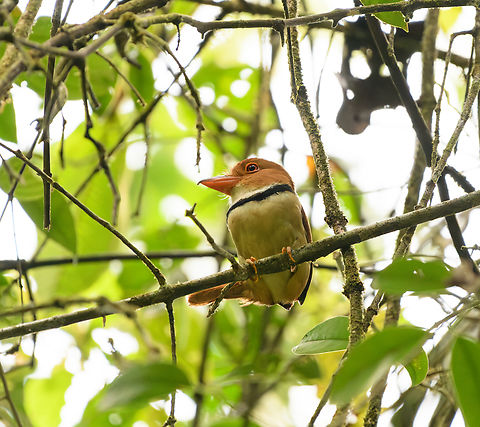 Collared Puffbird, La Isla Escondida, Colombia https://www.jungledragon.com/image/166671/collared_puffbird_-_perched_la_isla_escondida_colombia.html Bucco capensis,Collared puffbird,Colombia,Colombia 2024,Fall,Geotagged,La Isla Escondida,South America,World