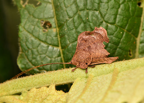 Typophyllum morrisi, La Isla Escondida, Colombia A cute leaf-mimick! Colombia,Colombia 2024,Fall,Geotagged,La Isla Escondida,South America,Typophyllum morrisi,World