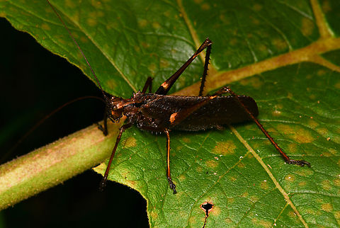 Pemba armata, La Isla Escondida, Colombia  Colombia,Colombia 2024,Fall,Geotagged,La Isla Escondida,Pemba armata,South America,World